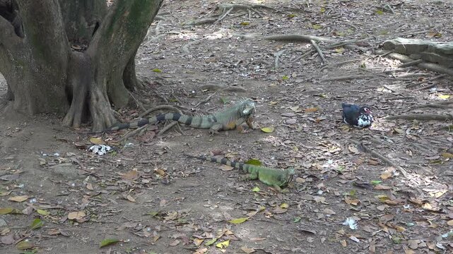 Two iguanas and a duck sit together on the ground at a park in Medellin, Colombia