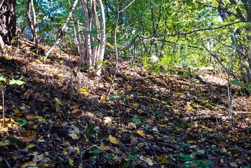 Fototapeta premium Nature--.