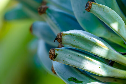 clean and fresh of bunches Blue Java Banana hanging from a banana plant