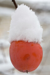 persimmon in the snow