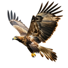 Obraz premium A magnificent golden eagle, Aquila chrysaetos, soaring isolated in the sky during a vivid hunting display, hunting golden eagle, aquila chrysaetos, isolated on transparent background