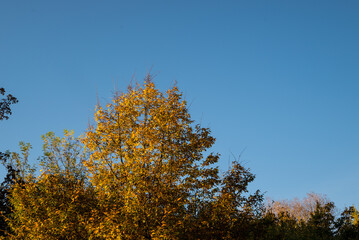 Fototapeta premium Nature--.