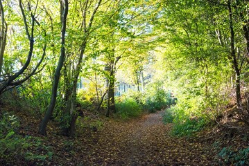 Fototapeta premium Nature--.