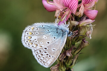 Hauhechel-Bläuling, Gemeiner Bläuling, männlich, ventral