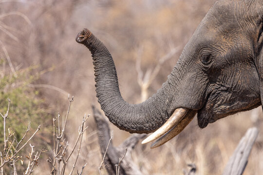 Botswana