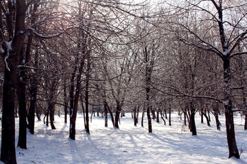 Fototapeta premium trees in winter