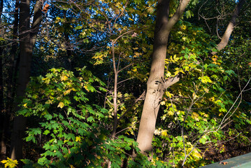 Obraz premium trees in the park