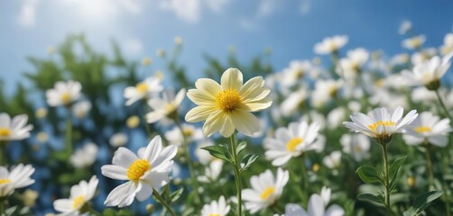 Fototapeta premium A small yellow flower blooms alone in a vast expanse of white petals against the brilliant blue summer sky, beautiful, daisy