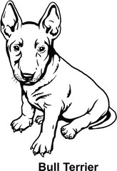 Fototapeta premium Puppy Bull Terrier - Dog Breed, Puppy Breed Vector File, detailed vector