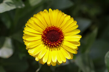 Fototapeta premium Symmetrical yellow Calendula in bloom