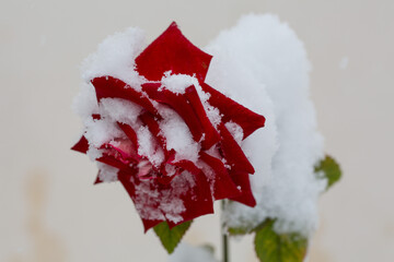 rose in the snow