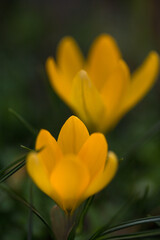 yellow crocuses