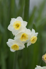Narcissus