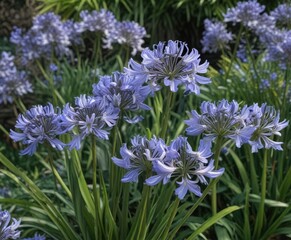 A group of Agapanthus praecox plants growing together in a garden, flowering perennials, azure blooms, garden photography props