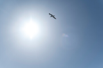 Single seagull flying under bright sun in clear blue sky