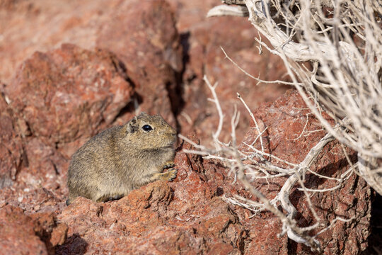 Patagonia - southern mountain cavy