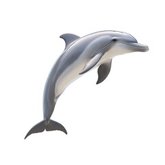 A bottlenose dolphin isolated on white background.