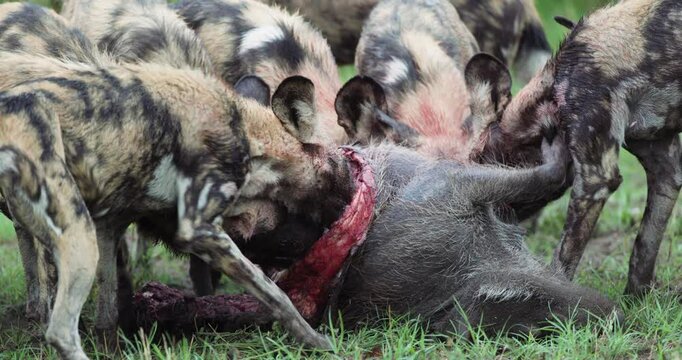 Spectacular slow moiton ultra close-up. A large pack of African Wild Dogs devouring a warthog 