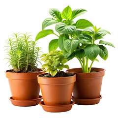 Obraz premium Potted green flora on a transparent background