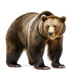 Fototapeta premium A grizzly bear isolated on white background.