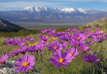 Fototapeta premium Vibrant Purple Cosmos Flowers Blooming in a Scenic Mountain Landscape Under a Clear Blue Sky with Snow-Capped Peaks in the Distance