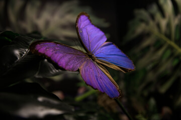 tropical butterfly