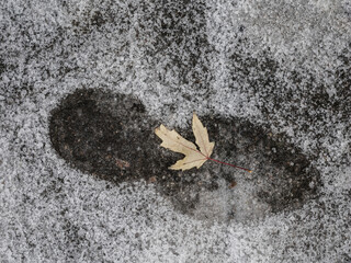 Footprint in snow with a dry leaf in a winter landscape