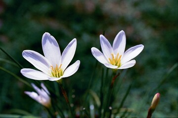Fototapeta premium Zephyranthes candida - Rain Lily Blooming 