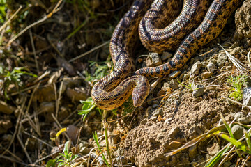 Fototapeta premium Close-up of Pacific gopher snake (Pituophis catenifer catenifer) in the forest. 