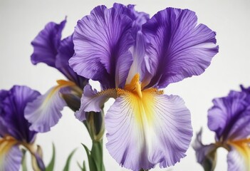 Bearded iris flower in full bloom on white background , blooming, irises germanica