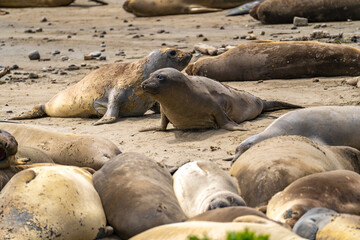 Elephant seals on the beach, Año Nuevo State Park, California 