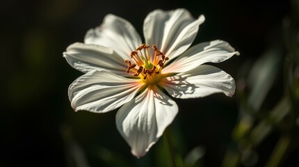 Obraz premium close-up of a white flower with delicate details and a natural aesthetic for artistic designs