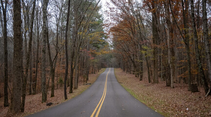 Fototapeta premium road in autumn forest