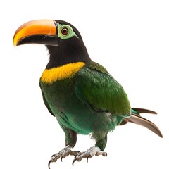 Fototapeta premium A toucanet bird isolated on white background.