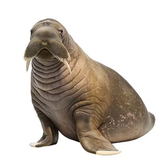 A walrus isolated on white background.