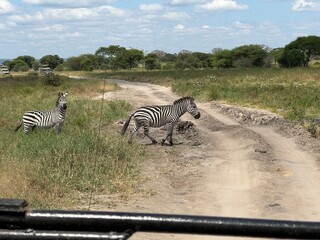 zebras in continent