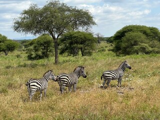 Obraz premium Tanzania Safari