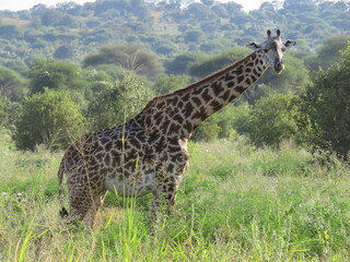 Obraz premium giraffe in the savannah