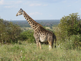 Fototapeta premium giraffe eating grass