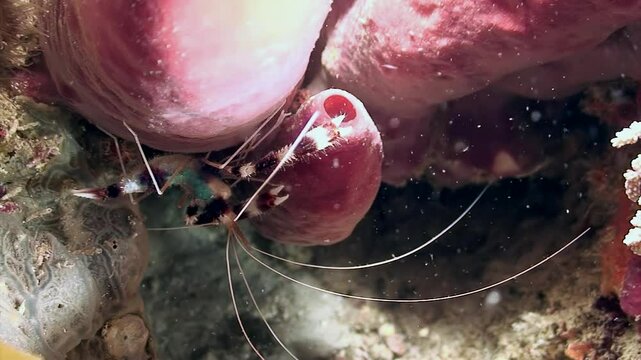 Fascinating Boxer Shrimp, scientifically known as Stenopus hispidus, thrives in coral habitats, showcasing incredible diversity found in marine ecosystems. True marvel of oceanic biodiversity