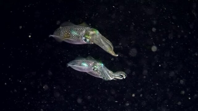 A mesmerizing view of a school of cuttlefish Sepioteuthis gracefully navigating dark waters of a coral reef at night, showcasing their adaptations, behaviors, and ecological role in the ecosystem