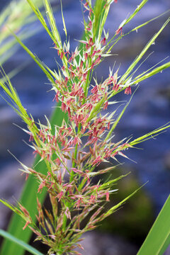 Zizania latifolia grows in shallow water