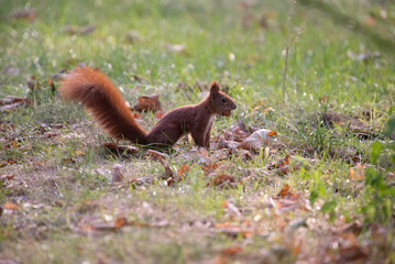 Fototapeta premium squirrel in the park