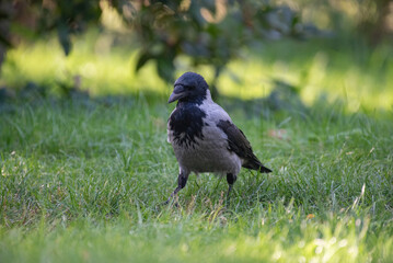 crow on the grass