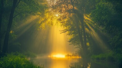 Fototapeta premium Golden Hour Serenity Sunbeams Through Misty Forest River Scene