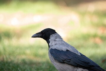 Fototapeta premium crow on the ground