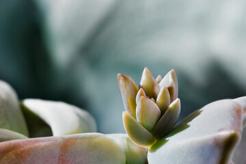 Plant  of leatherpetal -gratopetalum