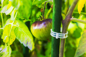 Close-up view of an unripe green tomato supported by garden clips surrounded by vibrant green...