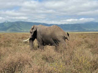 elephants in the savannah
