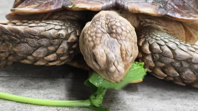 Large brown sea turtle in its natural habitat
